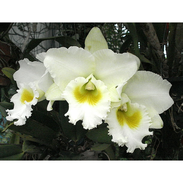 Orchid Blc White Diamond Orchid Blc White Diamond